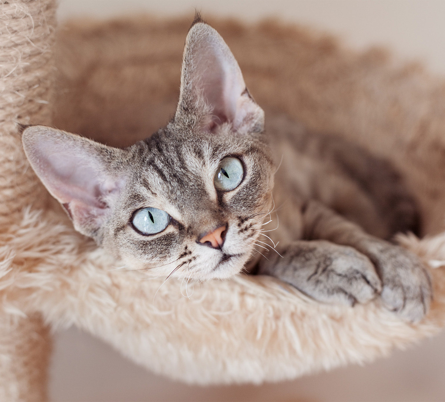 A grey tabby cat with large ears and striking blue eyes resting in a plush, tan cat bed