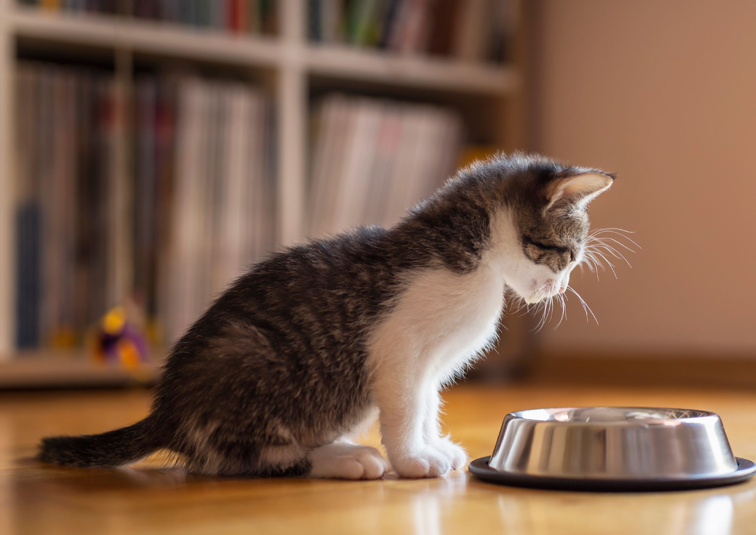 A small tabby and white kitten sitting on a wooden floor in front of a stainless steel food bowl