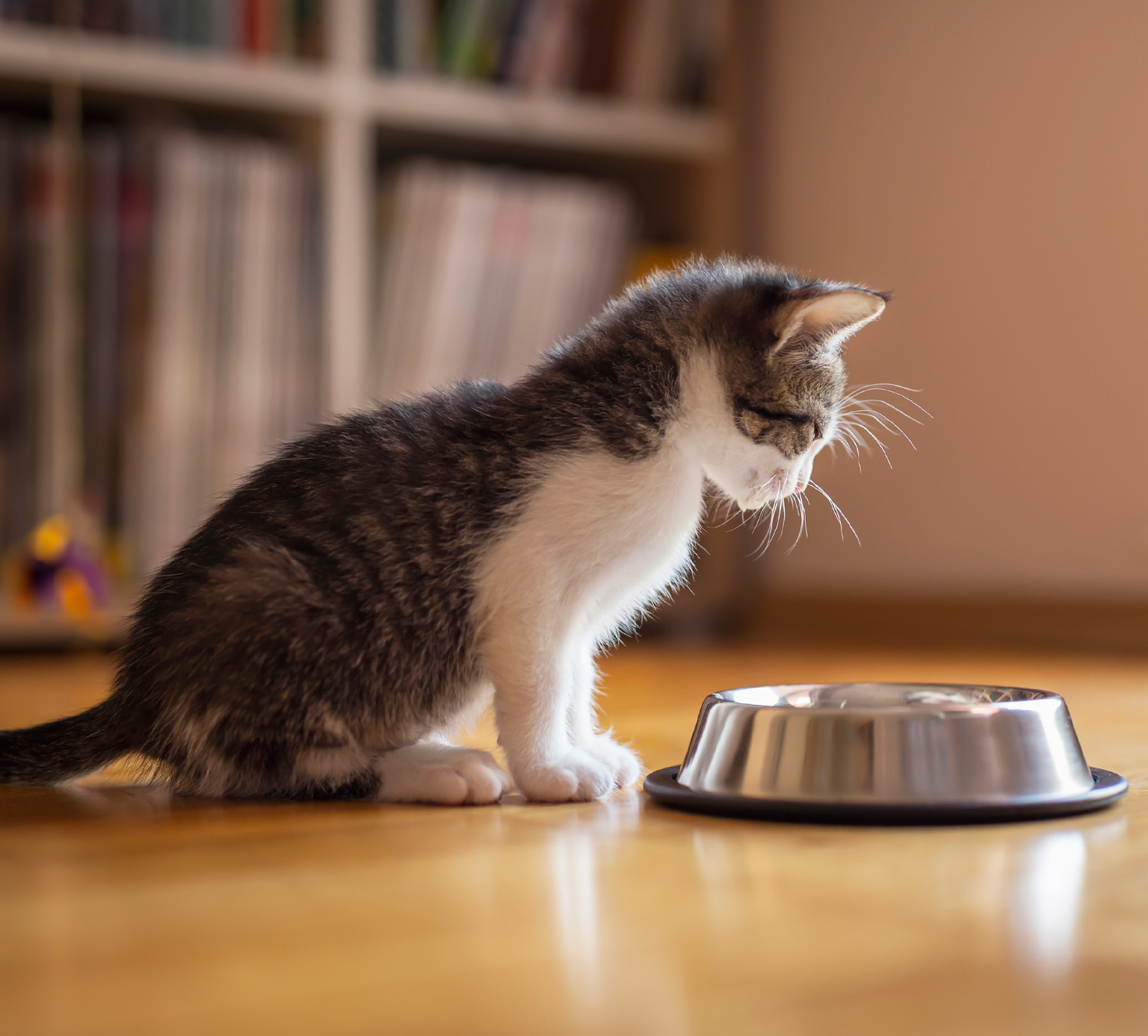 A small tabby and white kitten sitting on a wooden floor, looking down at a stainless steel food bowl