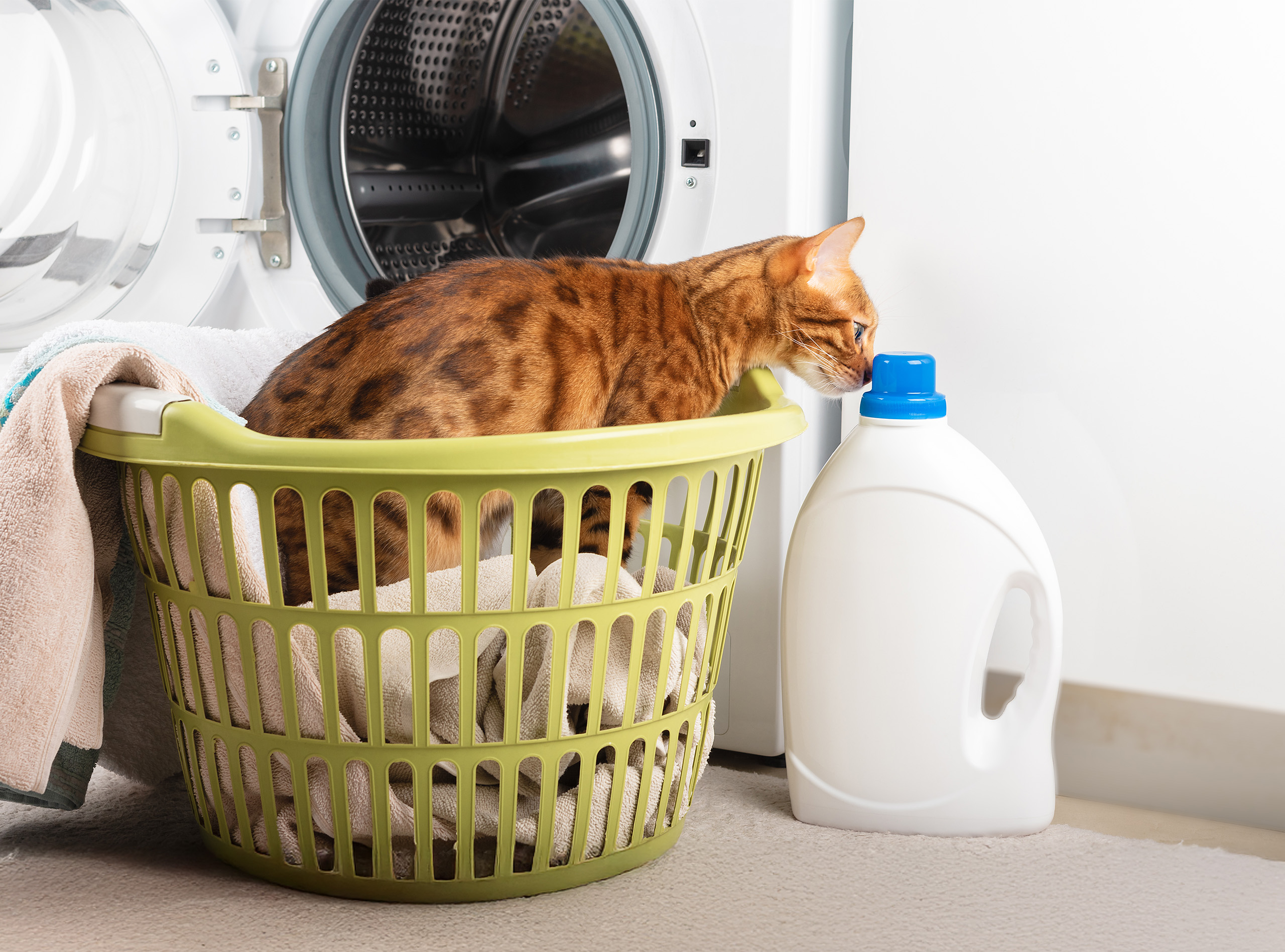 A Bengal cat sits in a laundry basket filled with towels, sniffing a bottle of laundry detergent near a washing machine
