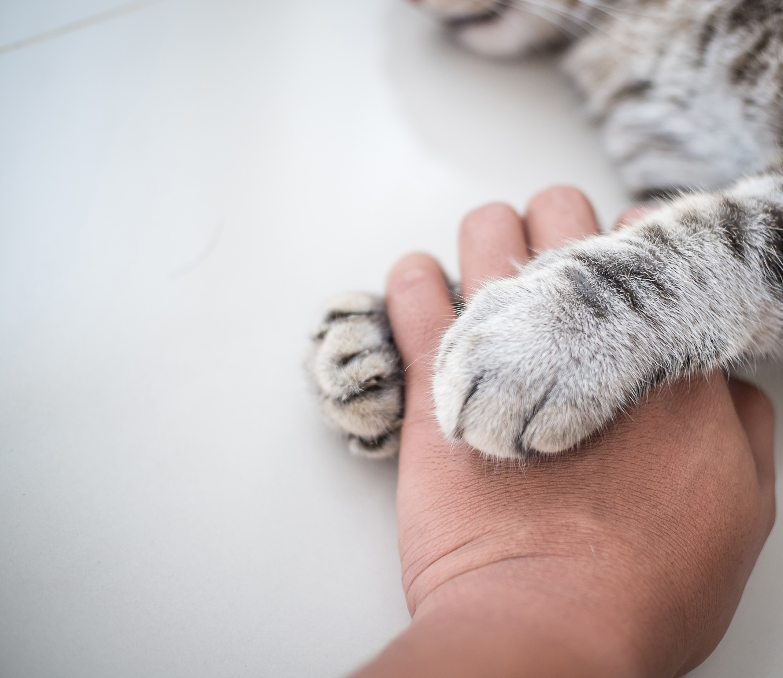 A person's hand resting on a white surface with a tabby cat's paws placed gently on top of it