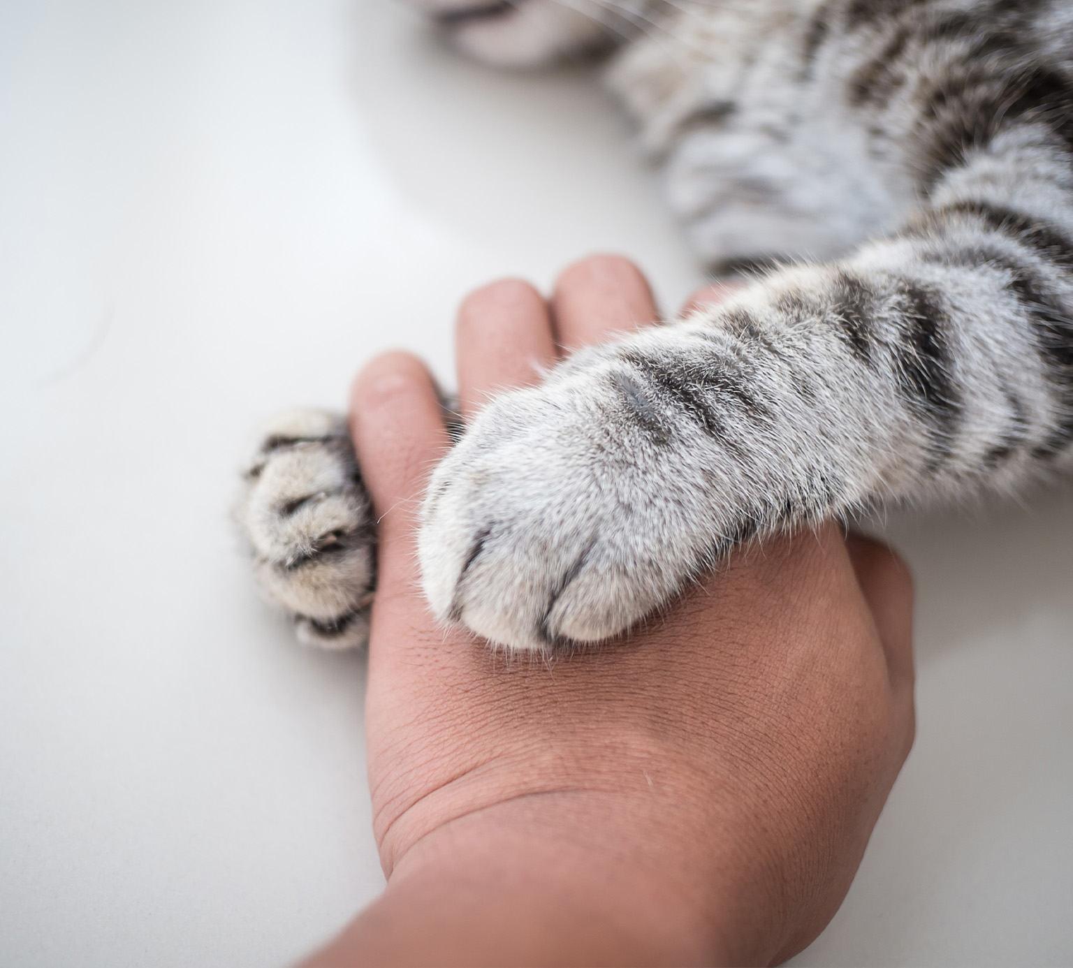 A person's hand gently holding the paw of a tabby cat