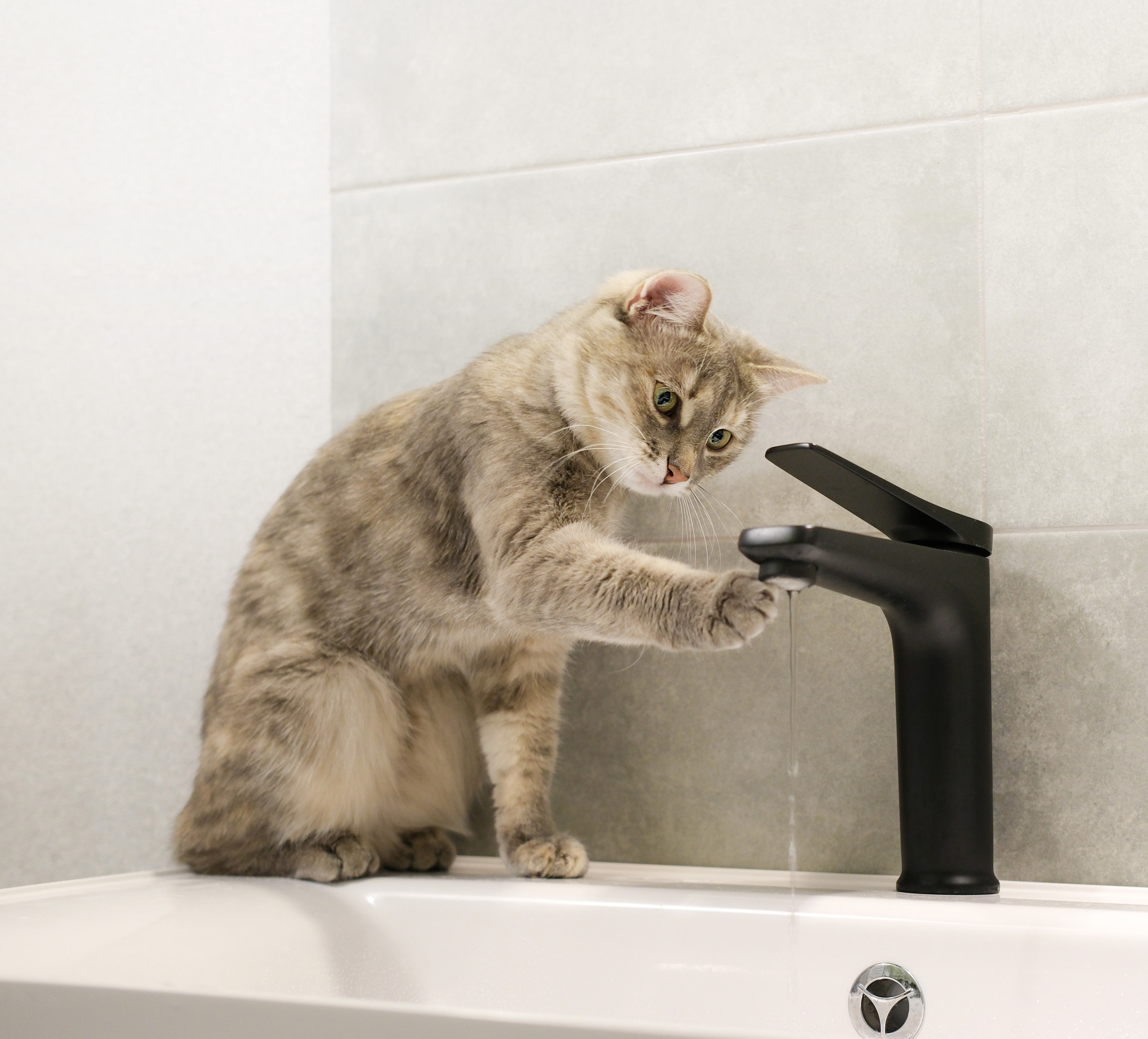 A light-colored tabby cat sitting on a bathroom sink and touching a stream of water from a black faucet