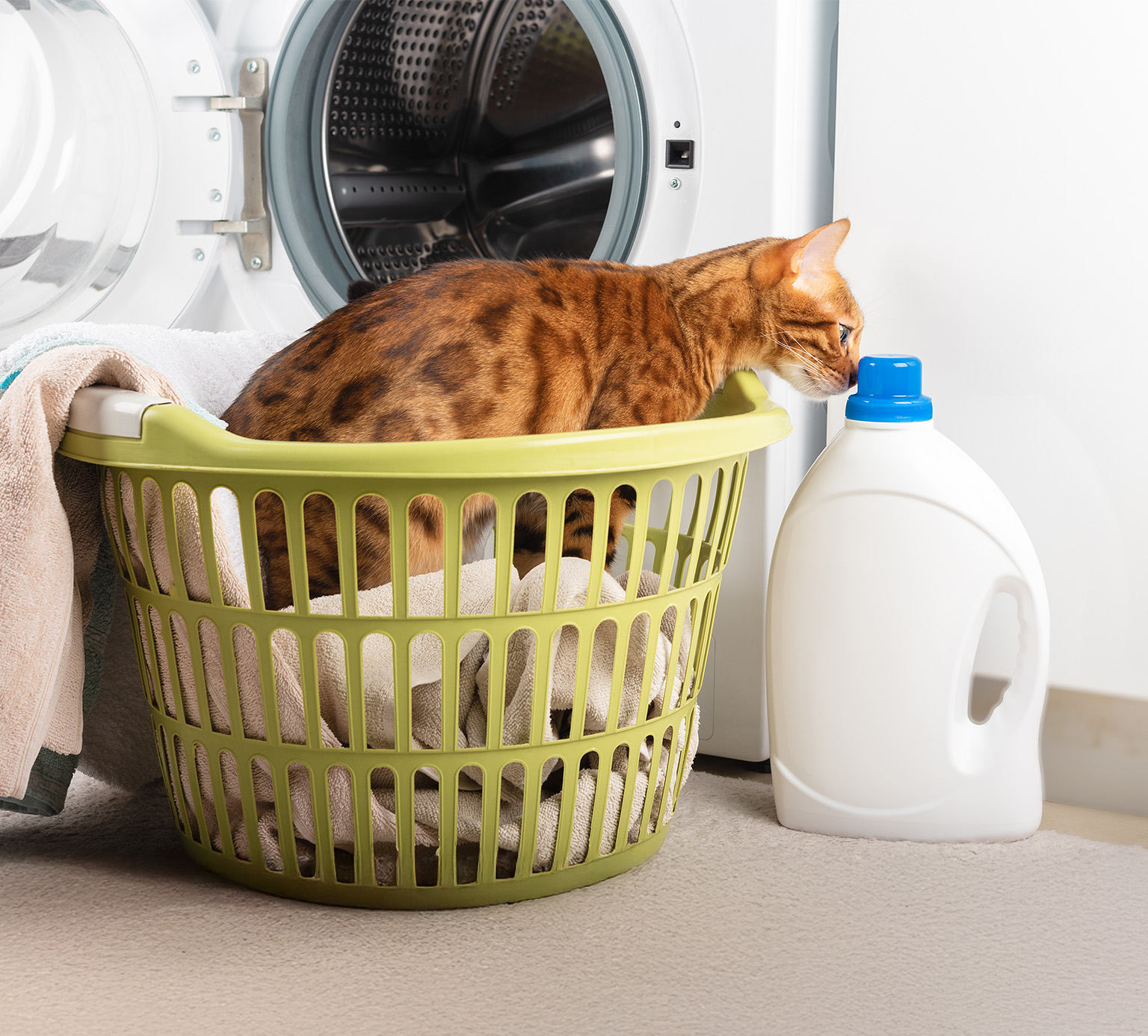 A Bengal cat sits in a laundry basket filled with towels next to a bottle of laundry detergent and a washing machine