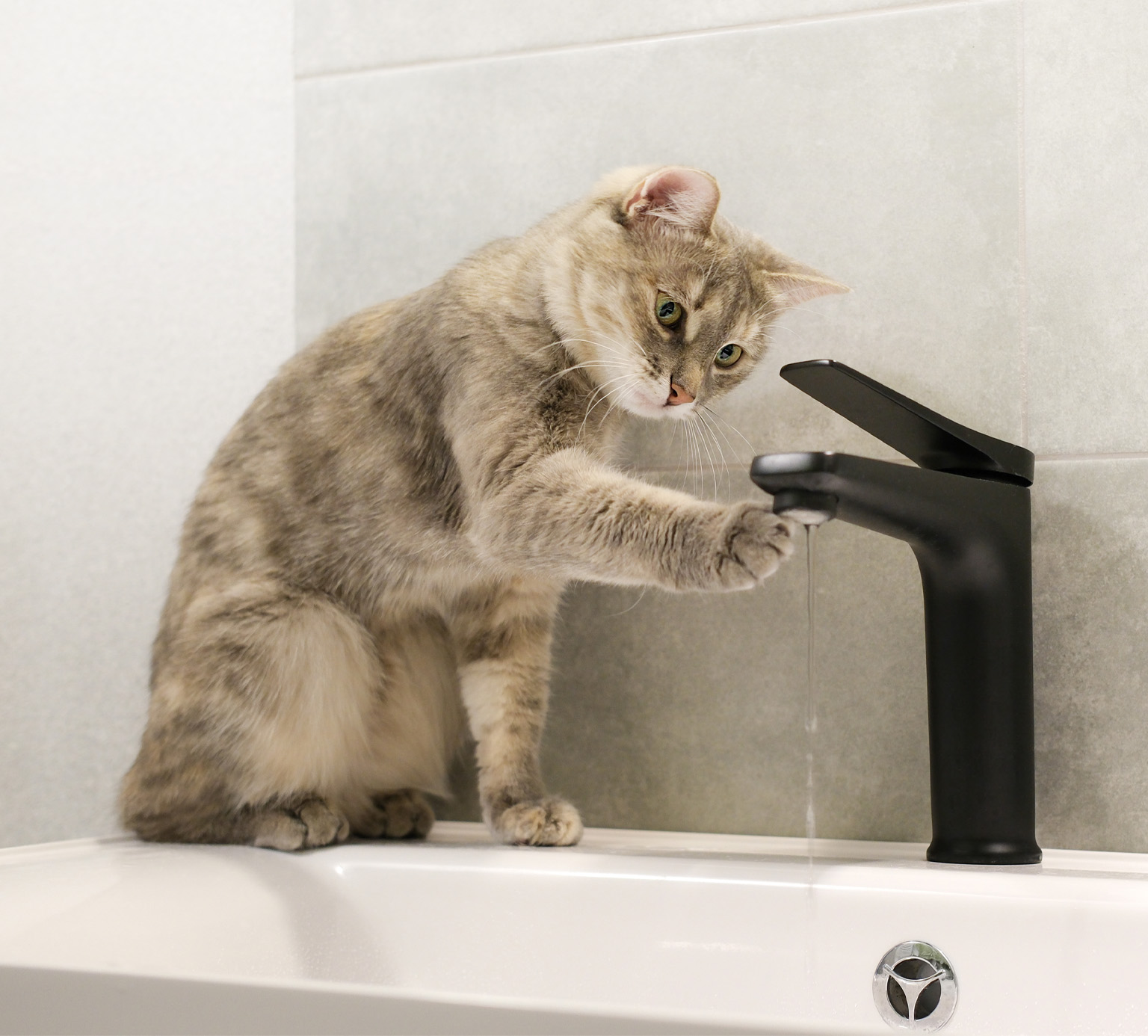 A light-colored tabby cat sitting on a bathroom sink and touching a stream of water from a black faucet