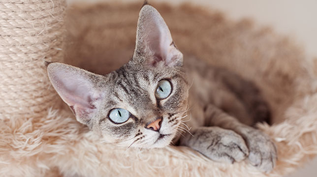 A Devon Rex cat with large ears and blue eyes resting in a plush, circular cat bed