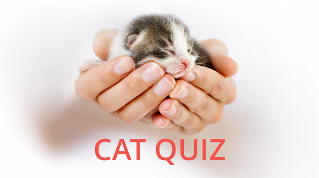 A tiny kitten held in a person's cupped hands with the text Cat Quiz below