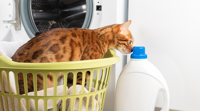 A Bengal cat sits in a laundry basket filled with towels next to a bottle of laundry detergent in front of a washing machine