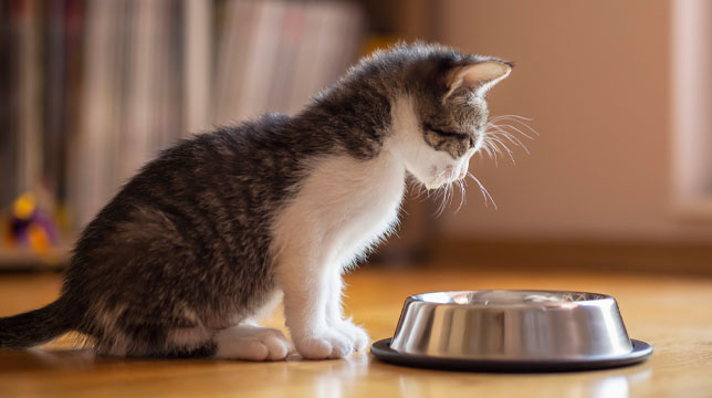 A small tabby and white kitten sitting on a wooden floor, looking down at a stainless steel food bowl