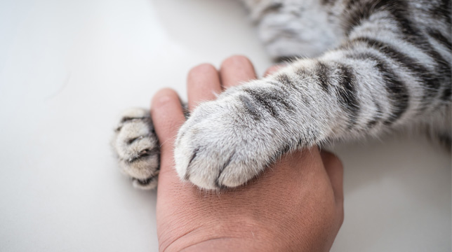 A person's hand resting on a surface with a tabby cat's paw placed gently on top of it