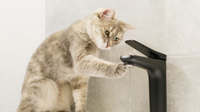 A light-colored tabby cat reaching out to touch a small stream of water coming from a modern black bathroom faucet