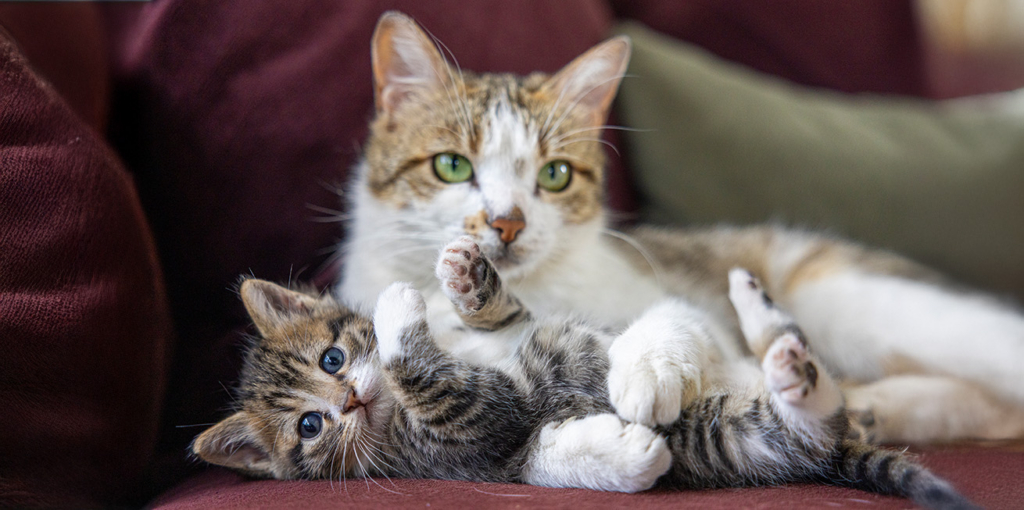 An adult cat lying on a couch with a small tabby kitten playing in front of it