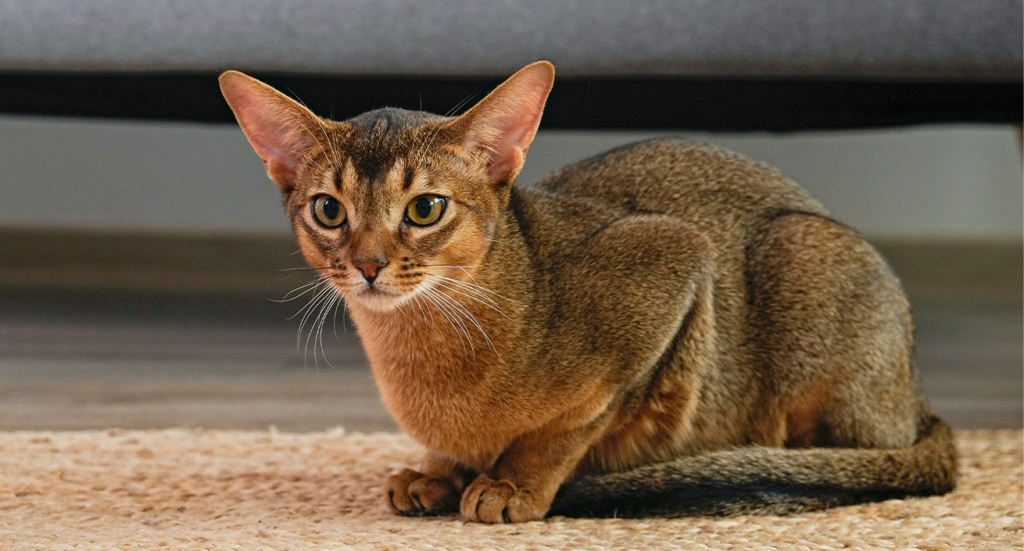An Abyssinian cat sitting on a woven rug in front of a sofa