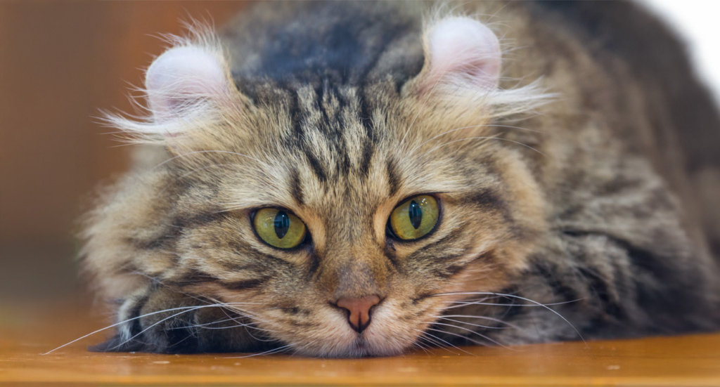 A close-up of an American Curl cat with its signature curled-back ears resting on a wooden surface