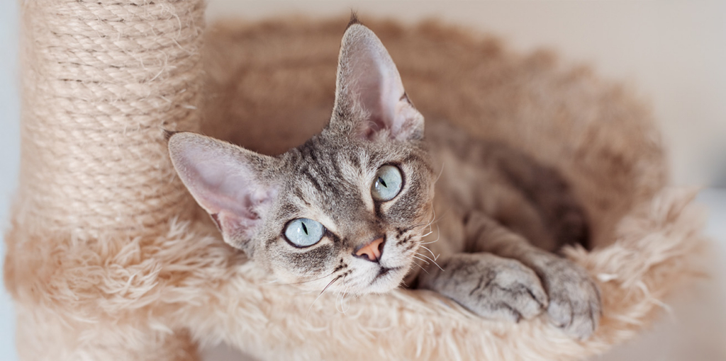 A Devon Rex cat with large, light blue eyes resting in a plush, tan cat tree bed
