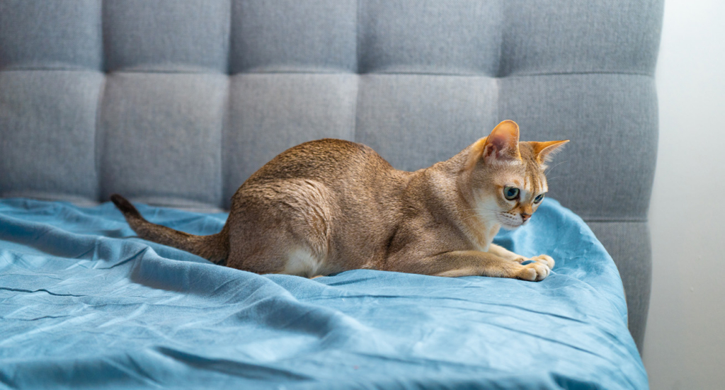 A Singapura cat crouching on a blue bed sheet in front of a gray tufted headboard