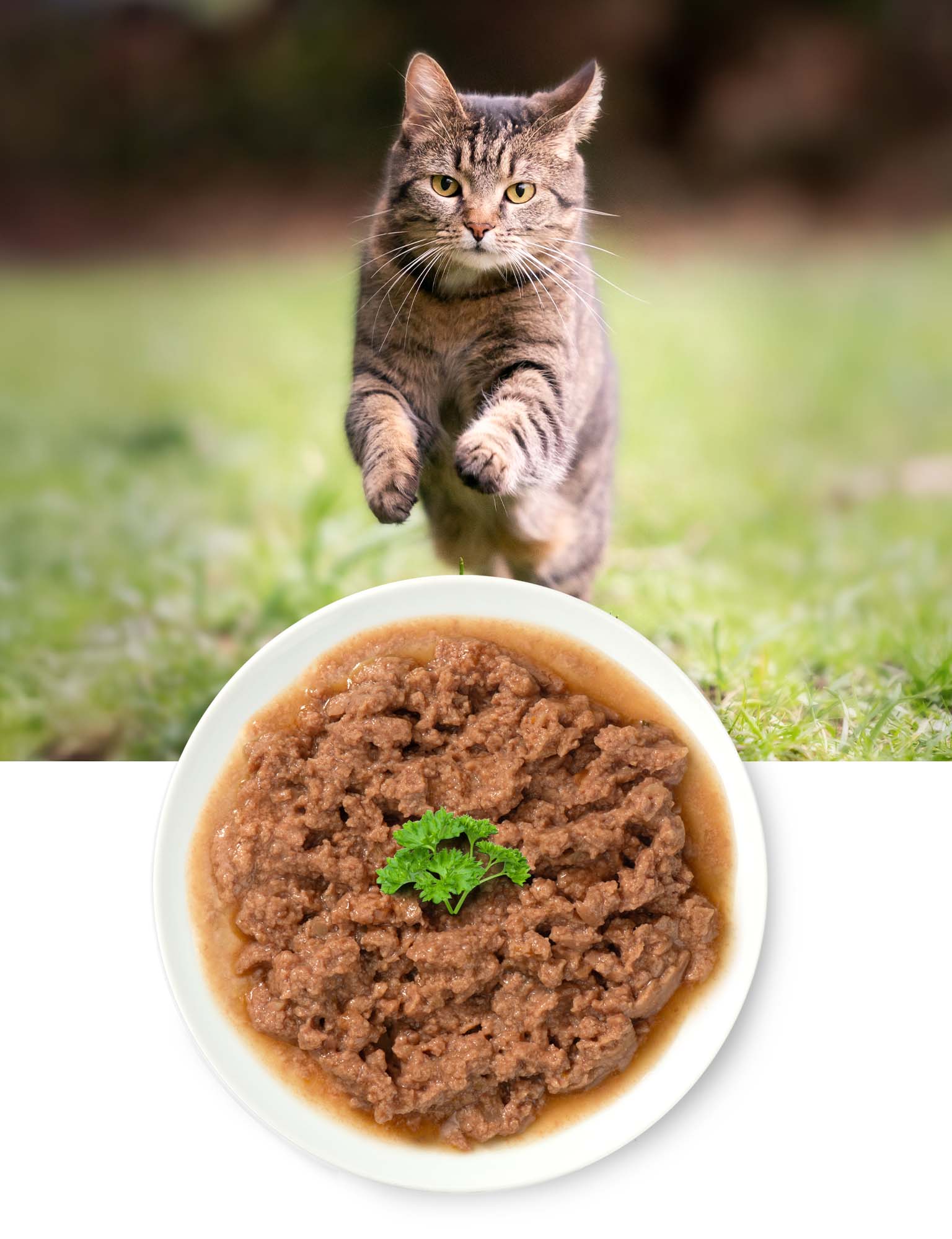 A tabby cat leaping toward a white plate of wet cat food garnished with a sprig of parsley
