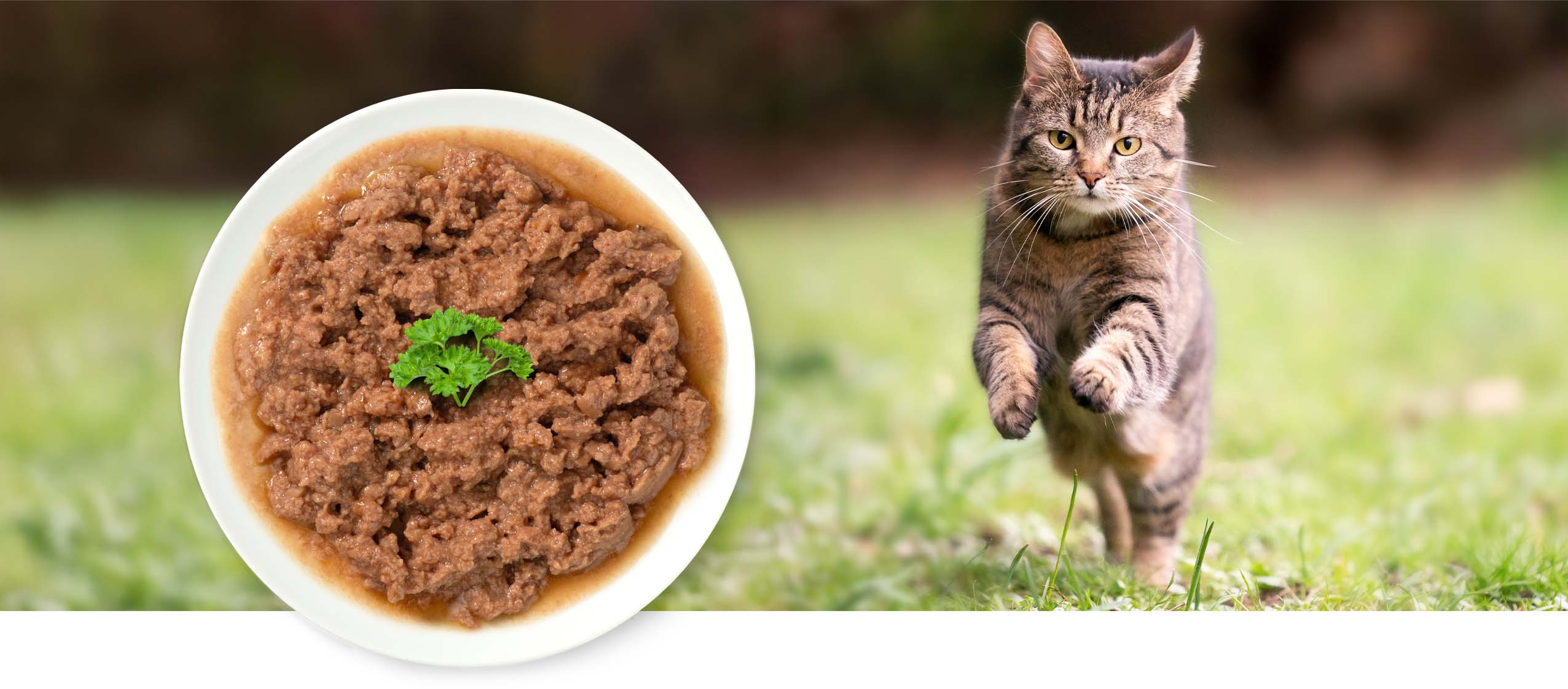 A bowl of wet cat food garnished with parsley next to a tabby cat running through grass