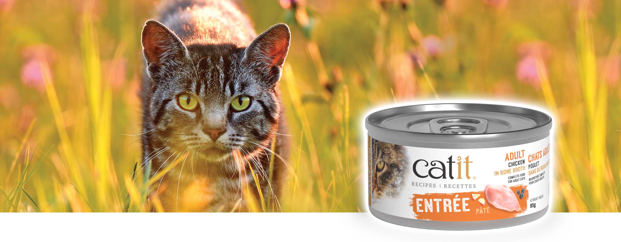 A tabby cat in a grassy field next to a can of Catit adult chicken pâté cat food