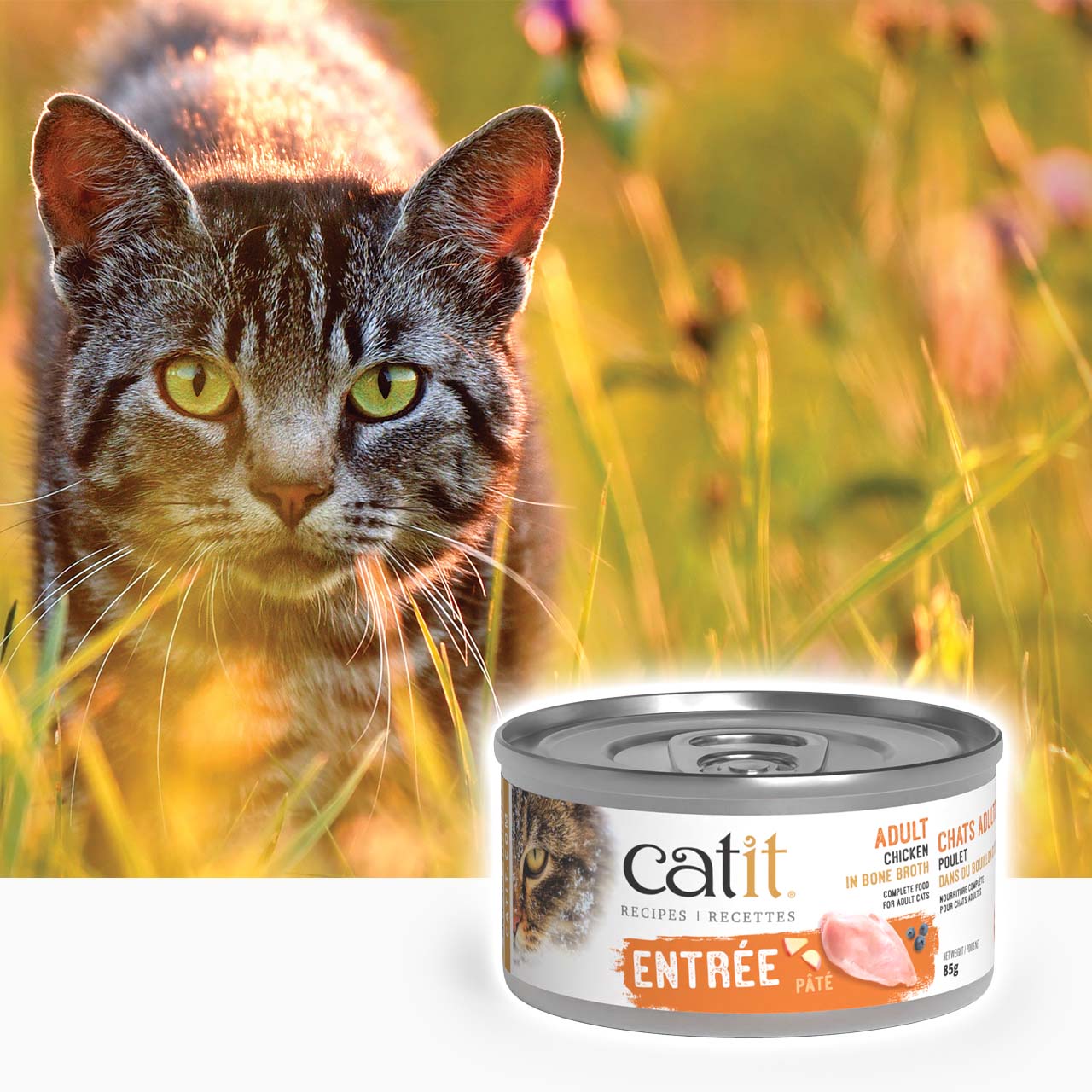 A tabby cat in a sunlit field next to a can of Catit Chicken in Bone Broth adult cat food