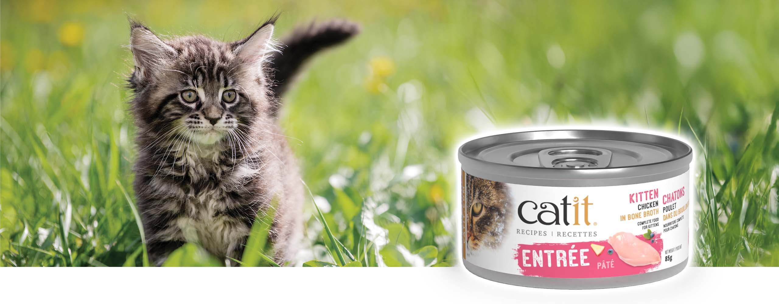 A fluffy kitten sitting in a grassy field next to a can of Catit kitten chicken in bone broth pâté