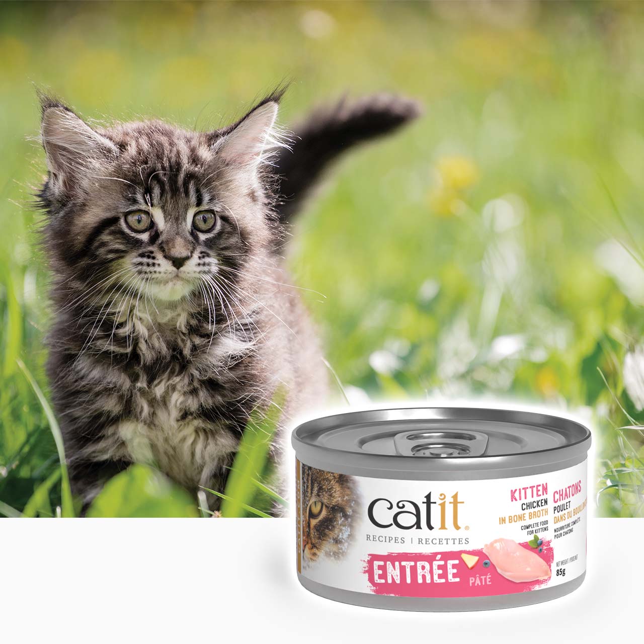 A fluffy kitten stands in tall grass next to a can of Catit kitten chicken pâté in bone broth