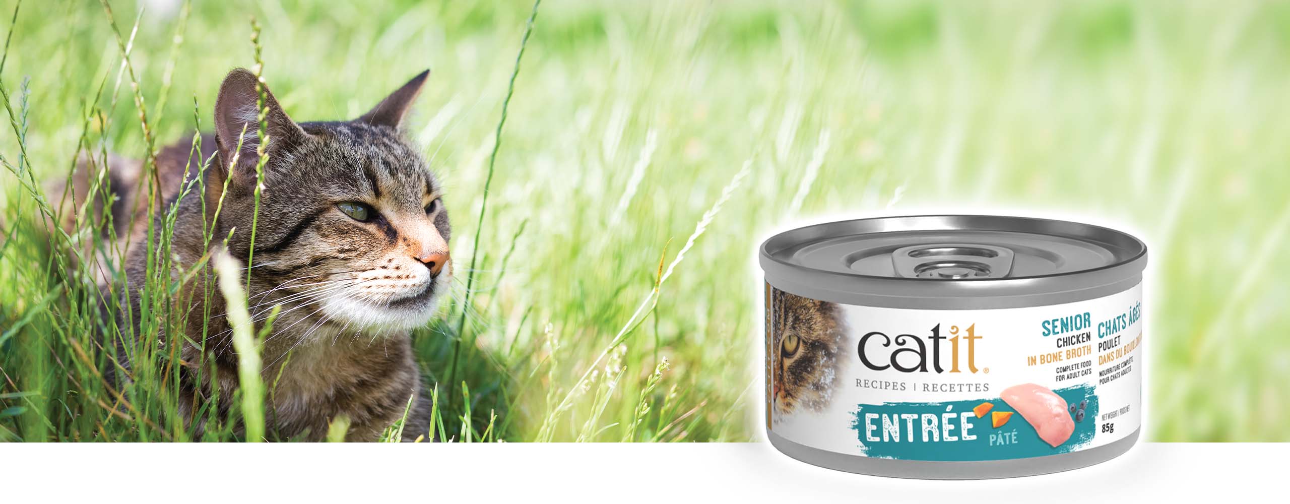 A tabby cat sitting in tall grass next to a can of Catit Senior Chicken in Bone Broth pâté cat food