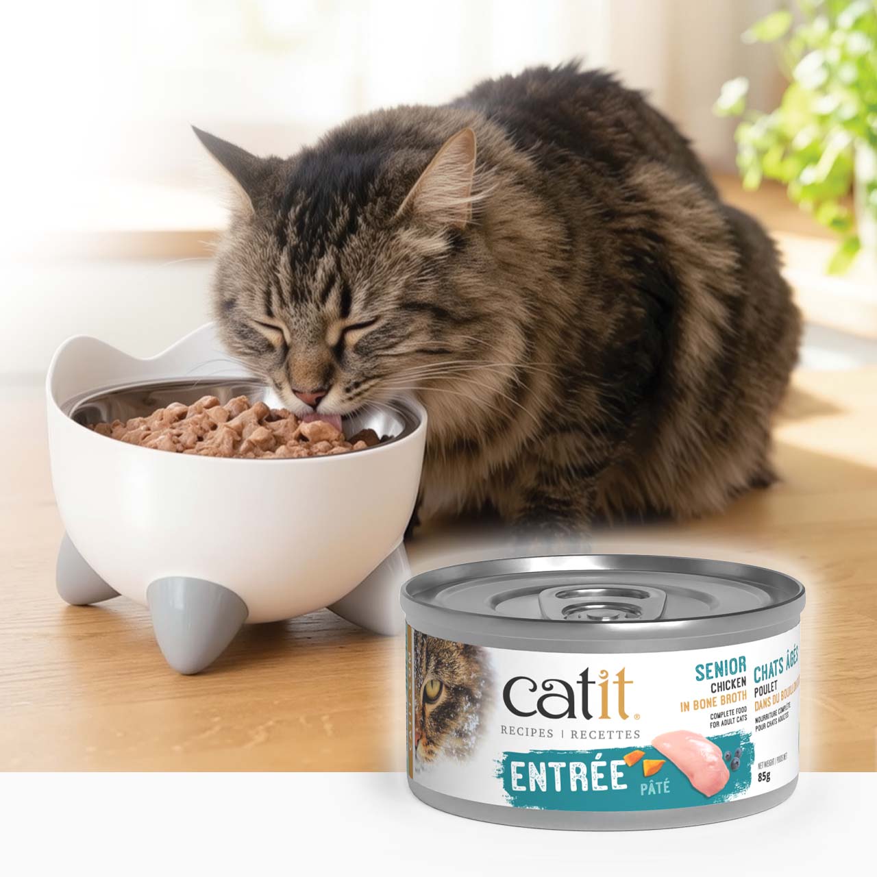 A fluffy tabby cat eating wet food from a white, cat-shaped bowl next to a can of Catit Senior chicken pâté