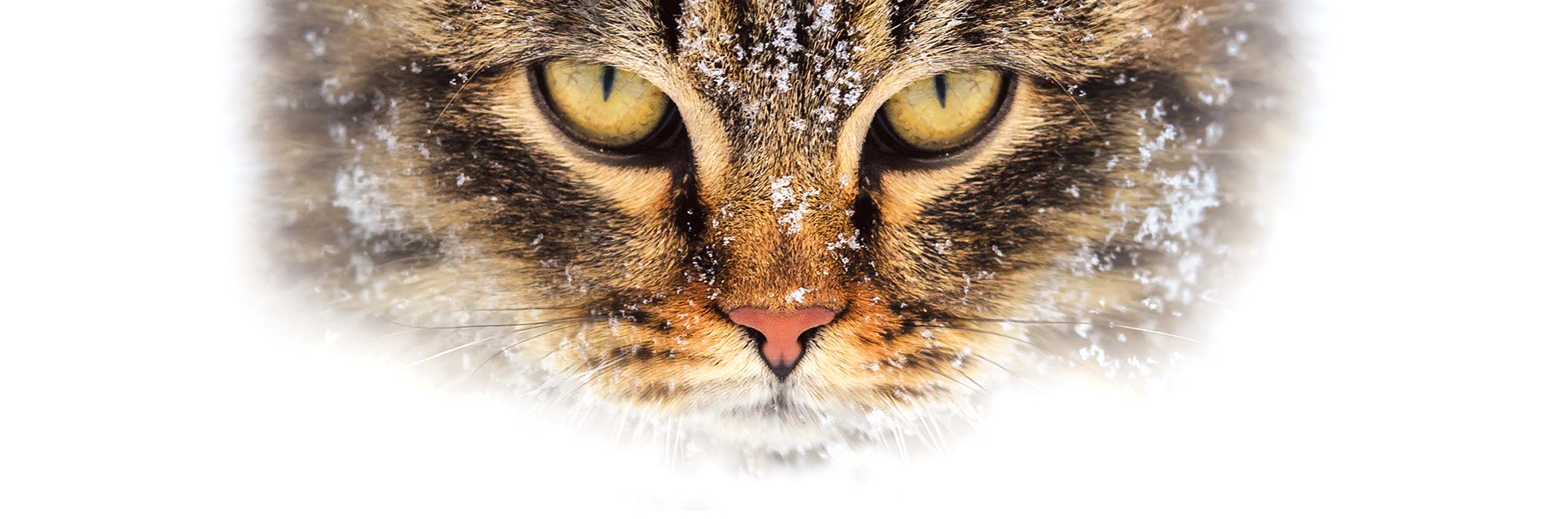 Close-up of a tabby cat face with snowflakes on its fur against a white background