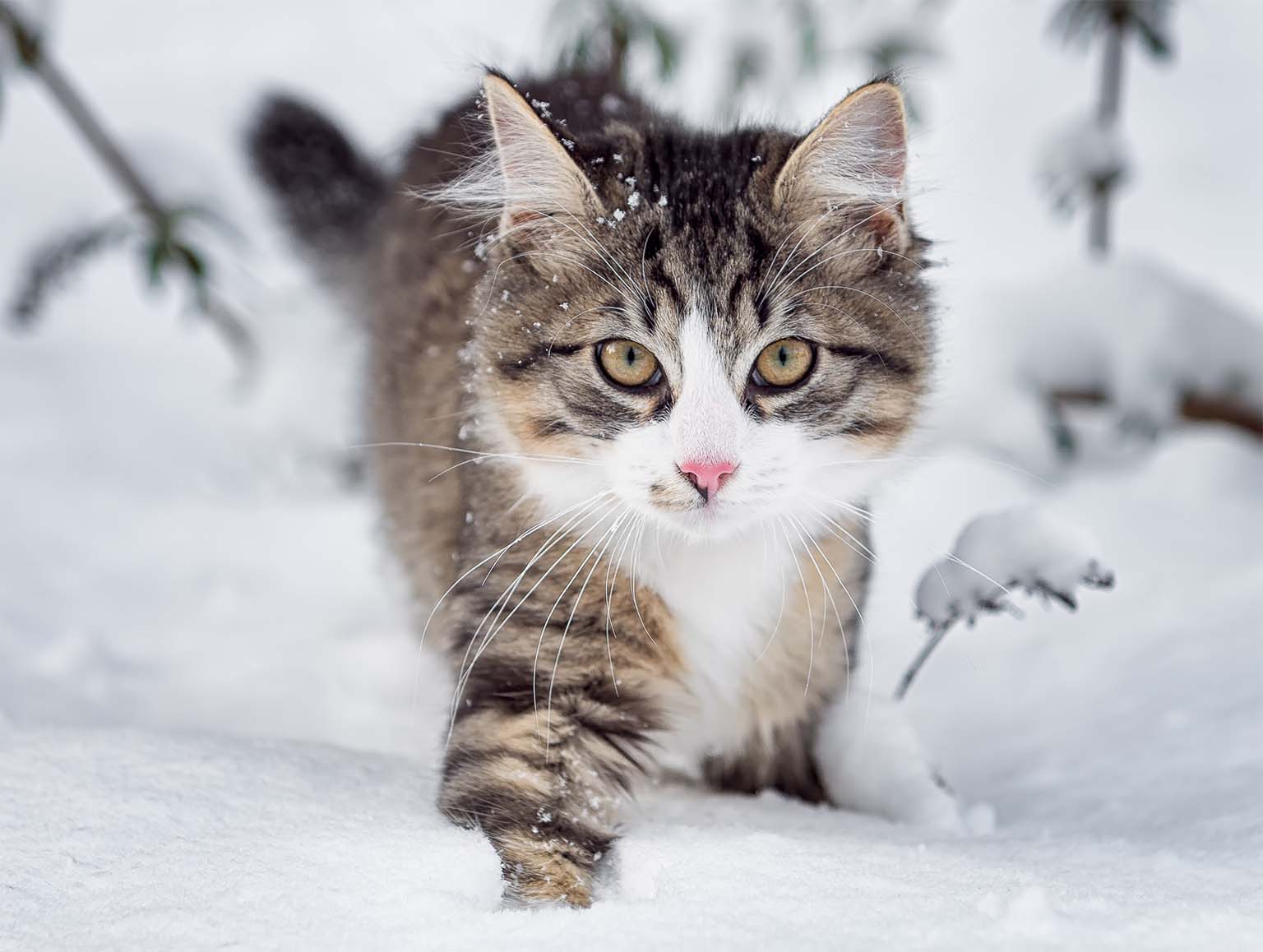 A fluffy tabby cat with a white chest and pink nose walking through deep snow