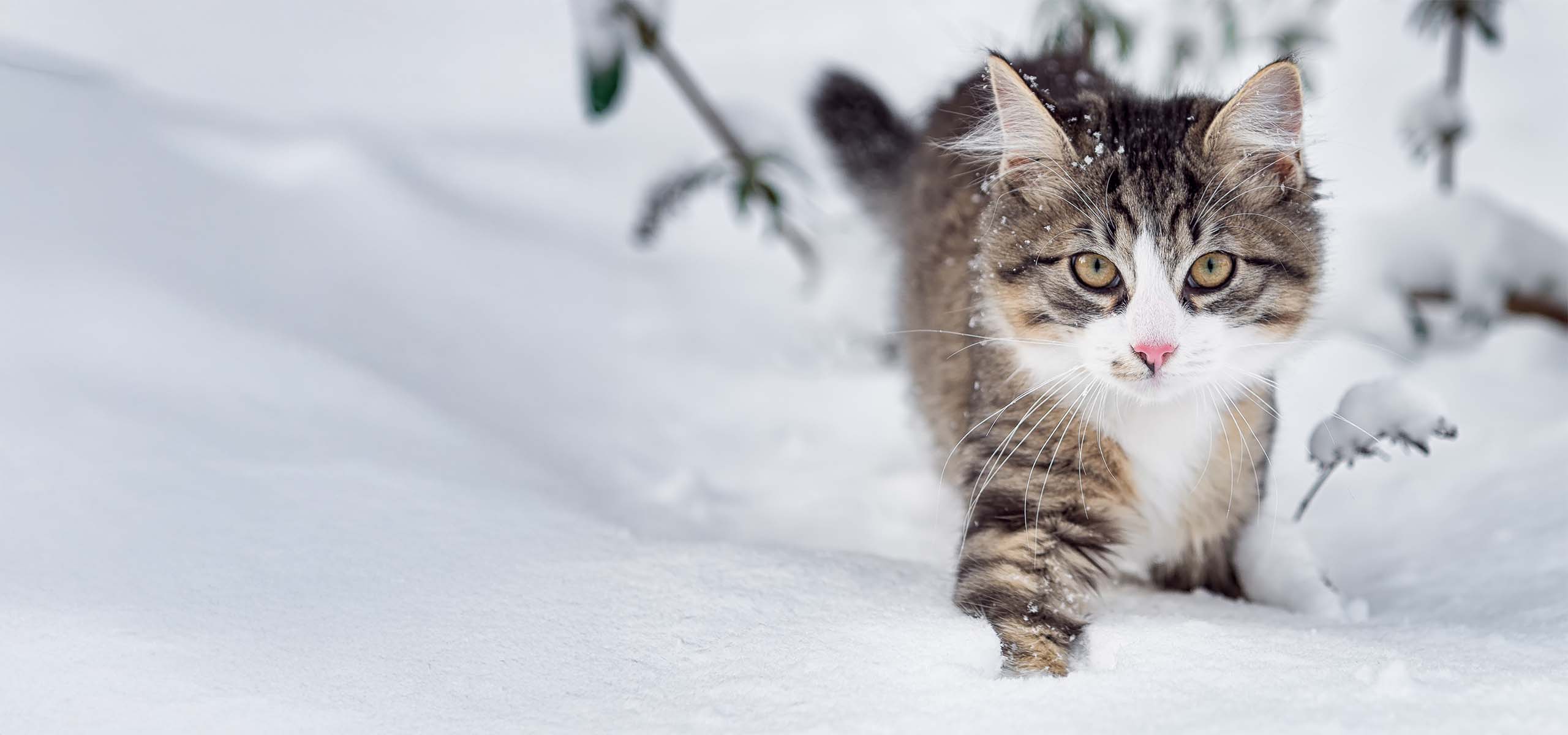 A fluffy tabby cat with a pink nose walking through deep snow