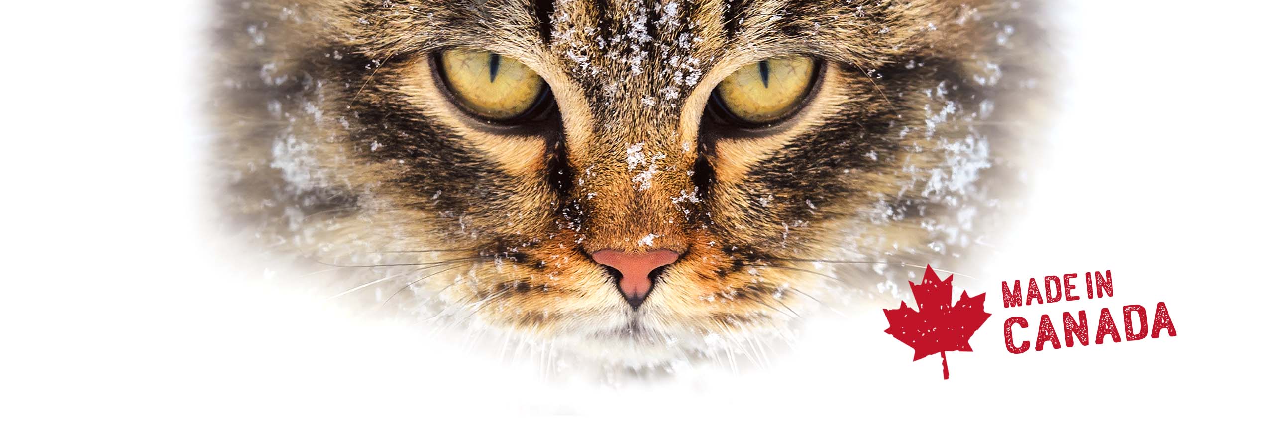 Close-up of a tabby cat face covered in snowflakes with a Made in Canada stamp