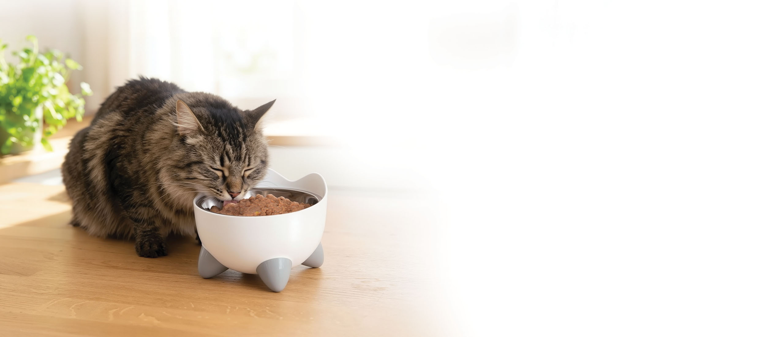 A fluffy tabby cat eating wet food from a white, cat-shaped bowl on a wooden surface