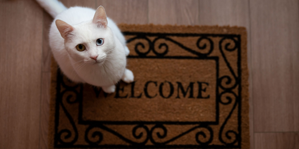 A white cat with heterochromia sitting on a welcome mat on a wooden floor