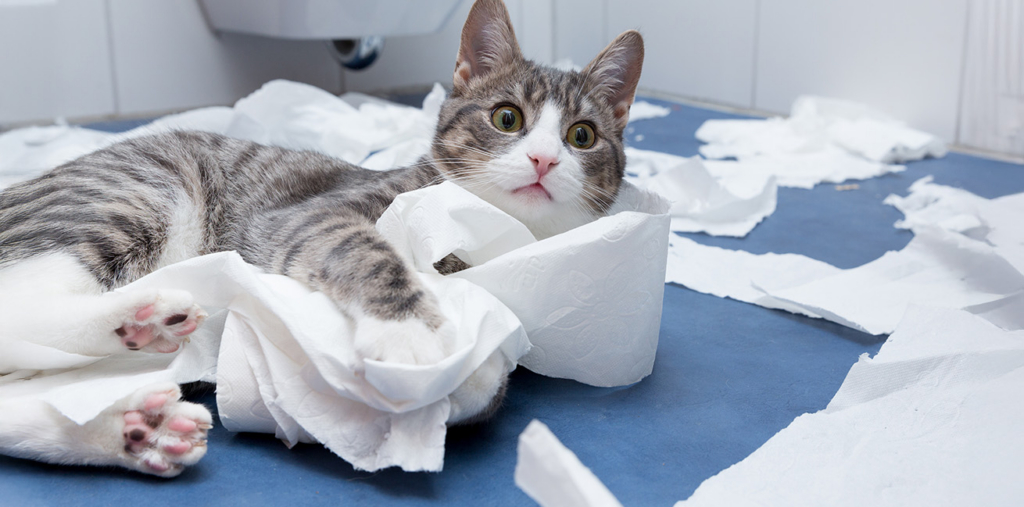 A tabby cat with wide eyes lying on a blue floor surrounded by shredded toilet paper