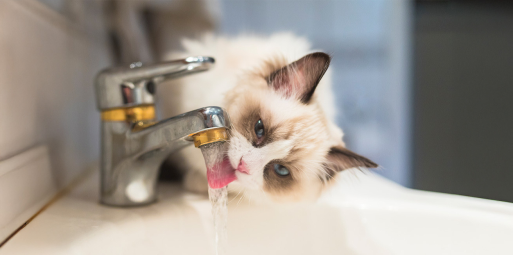 A fluffy Ragdoll cat drinking water directly from a bathroom faucet