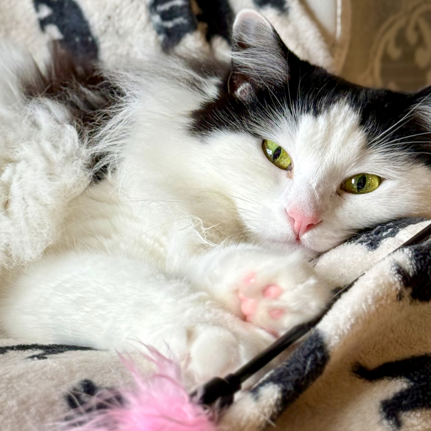 Katze namens Coco Chanel