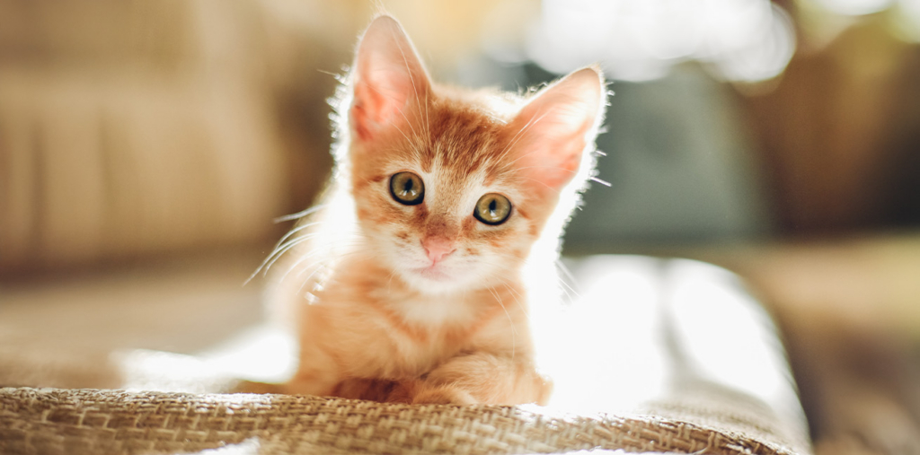 A small orange tabby kitten sitting on a textured surface, backlit by soft, warm light