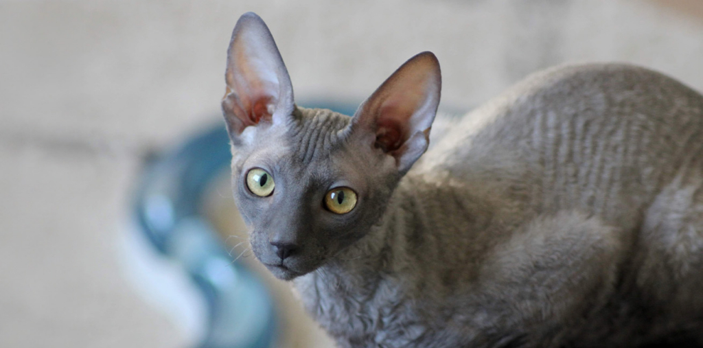 A grey Cornish Rex cat with large ears and a wavy coat looking directly at the camera