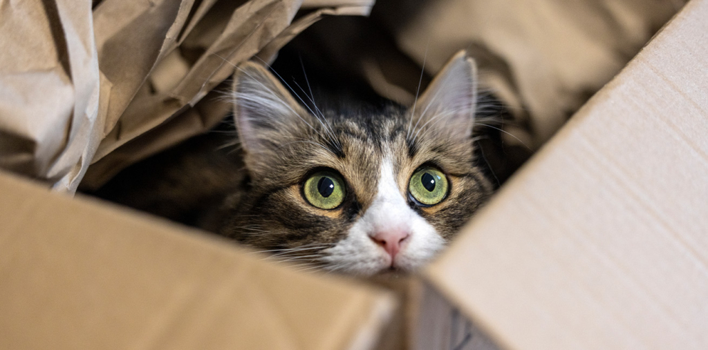 A brown tabby cat with bright green eyes peeking out from inside a cardboard shipping box filled with packing paper