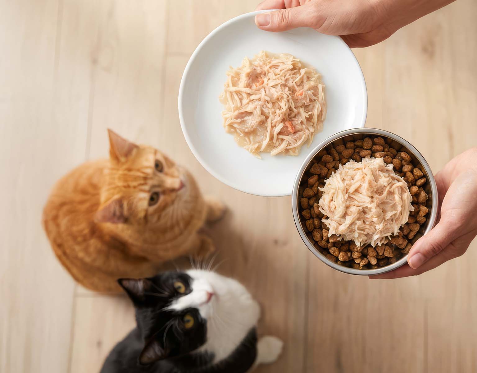 A person holding a plate and a bowl of cat food while an orange cat and a black and white cat look up expectantly
