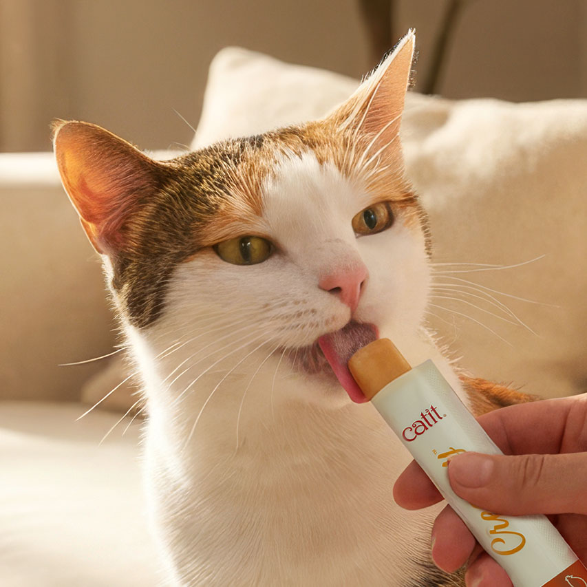 A calico cat licking a Catit creamy treat from a tube held by a person