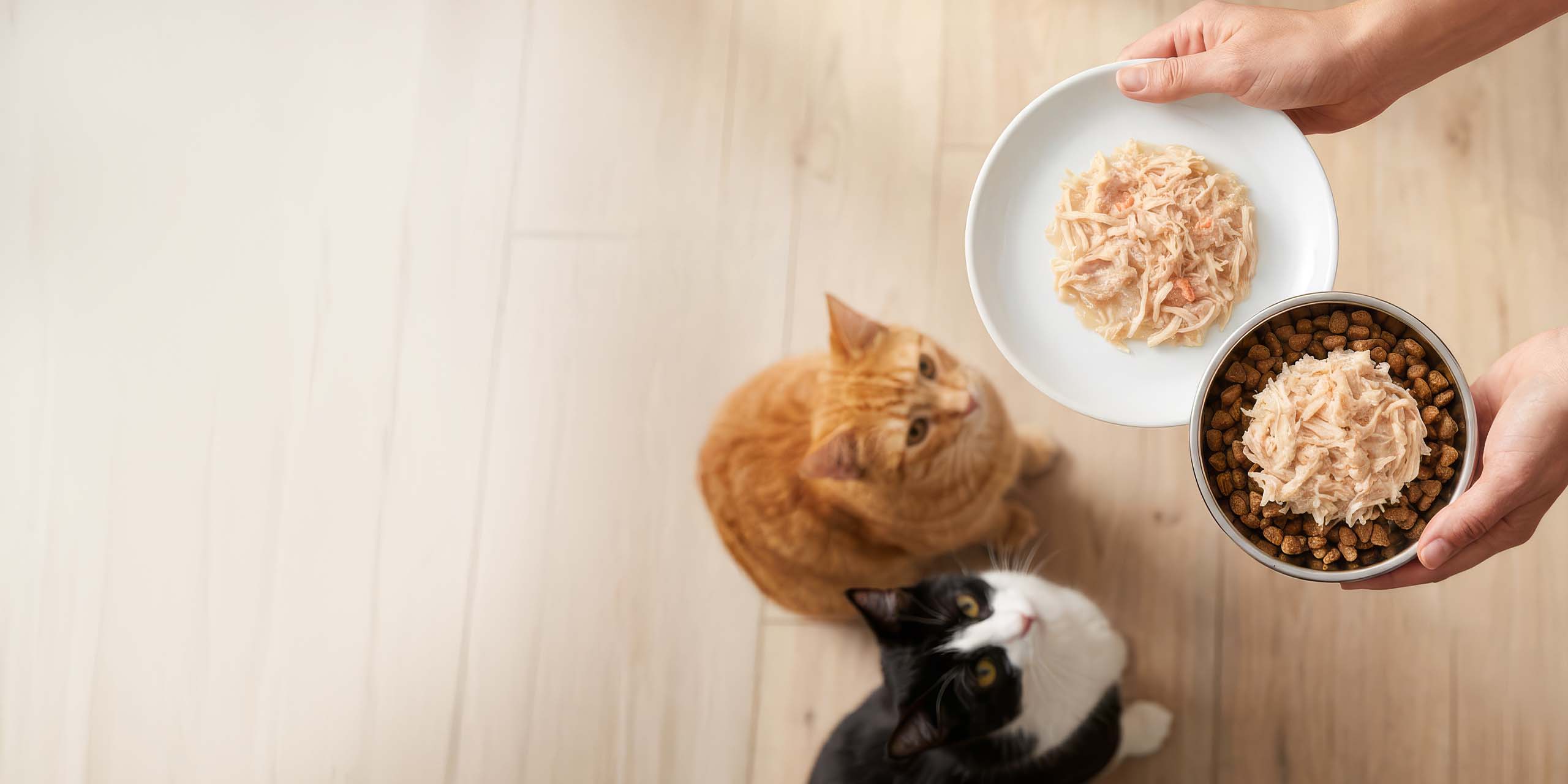 Person holding a plate and a bowl of cat food while an orange tabby and a black and white cat look up expectantly