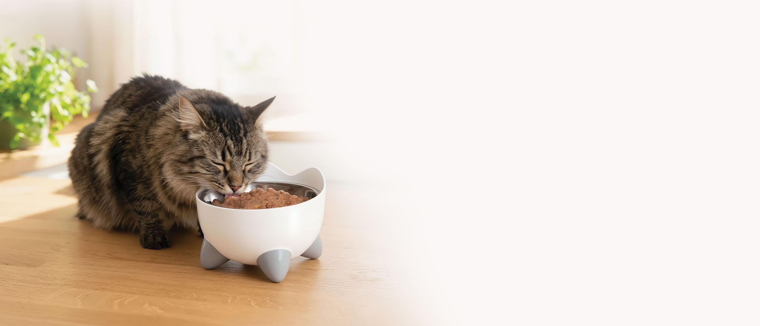 A fluffy tabby cat eating wet food from a white, cat-shaped bowl on a wooden surface