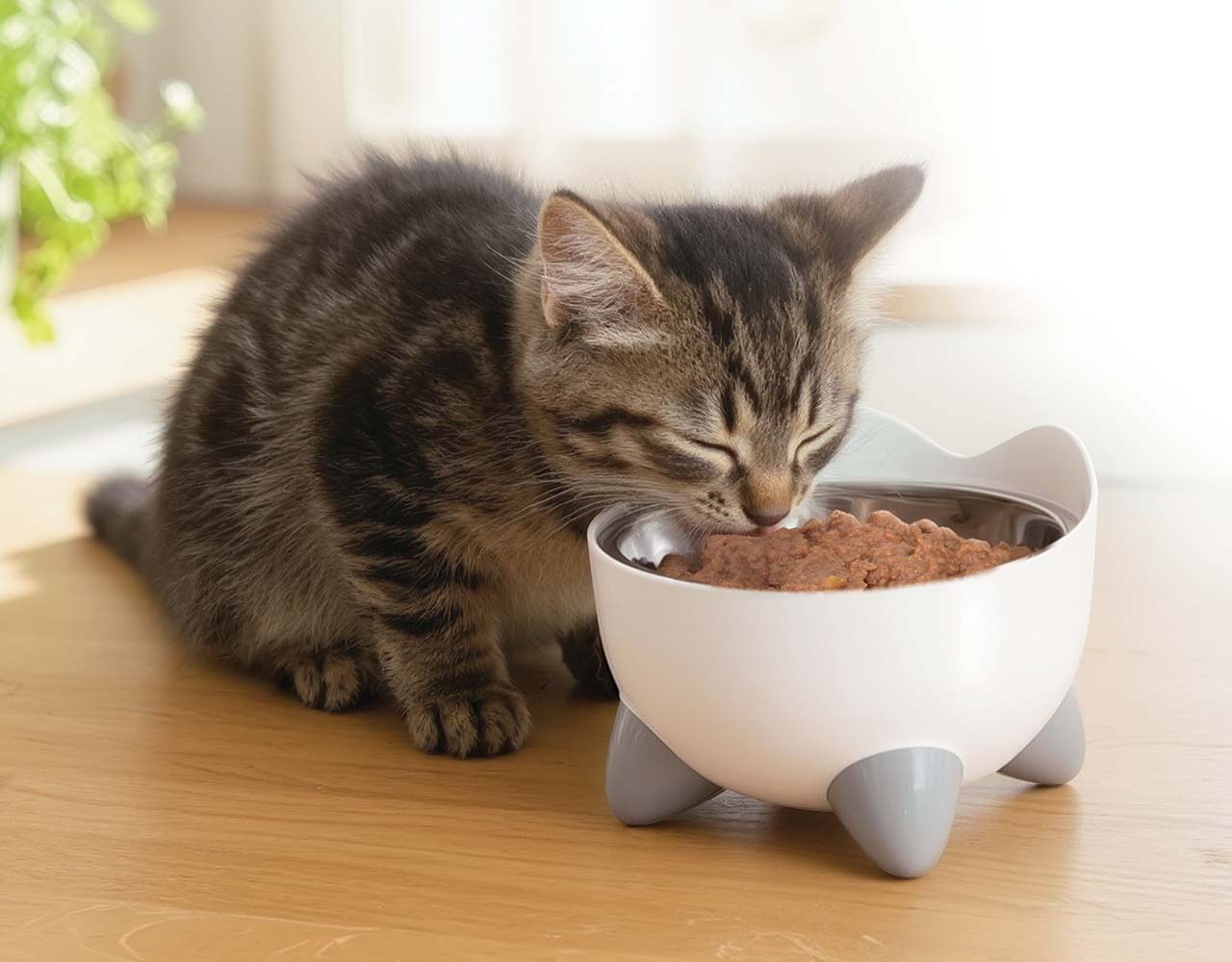 A tabby kitten eating wet food from a white, cat-shaped bowl on a wooden surface