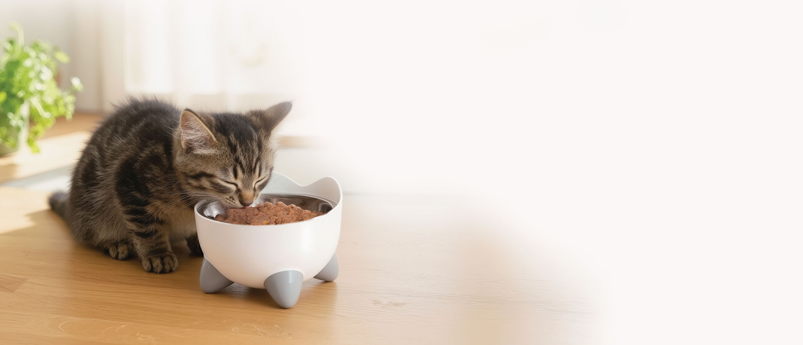 A tabby kitten eating wet food from a white PIXI bowl on a wooden surface