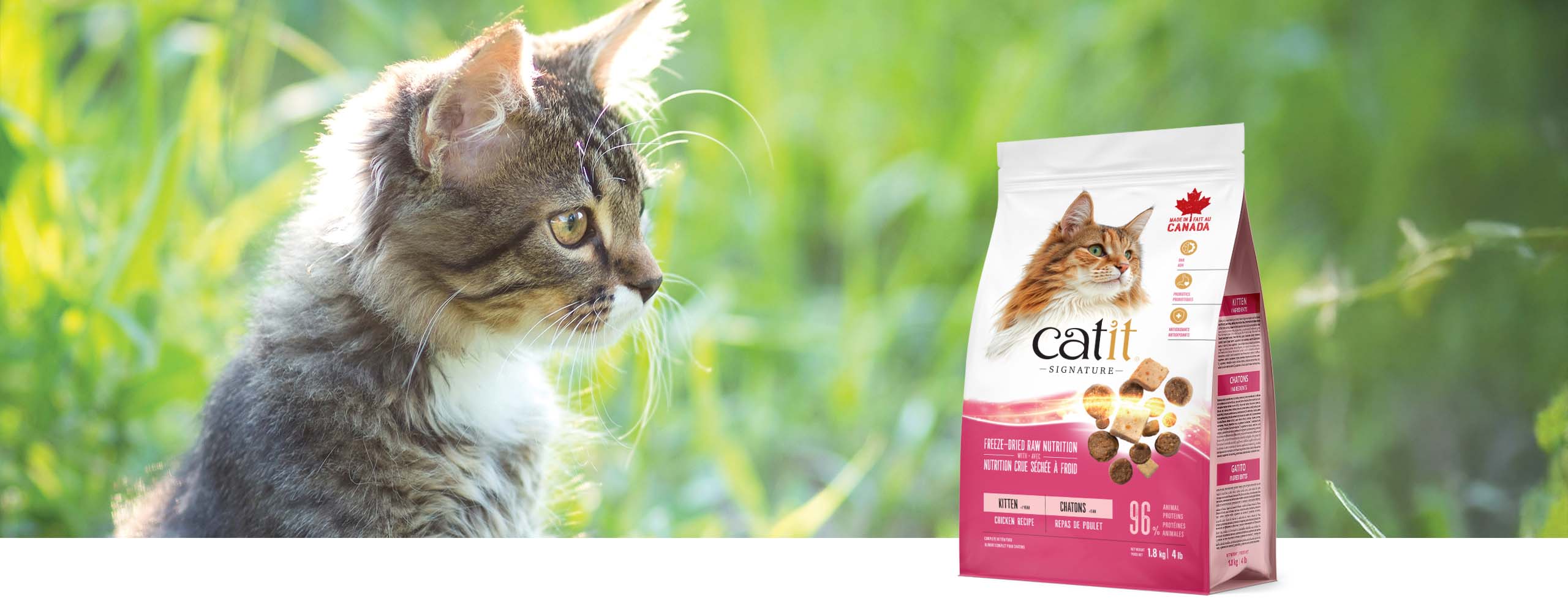 A fluffy kitten looking at a bag of Catit Signature freeze-dried raw chicken kitten food in a grassy field