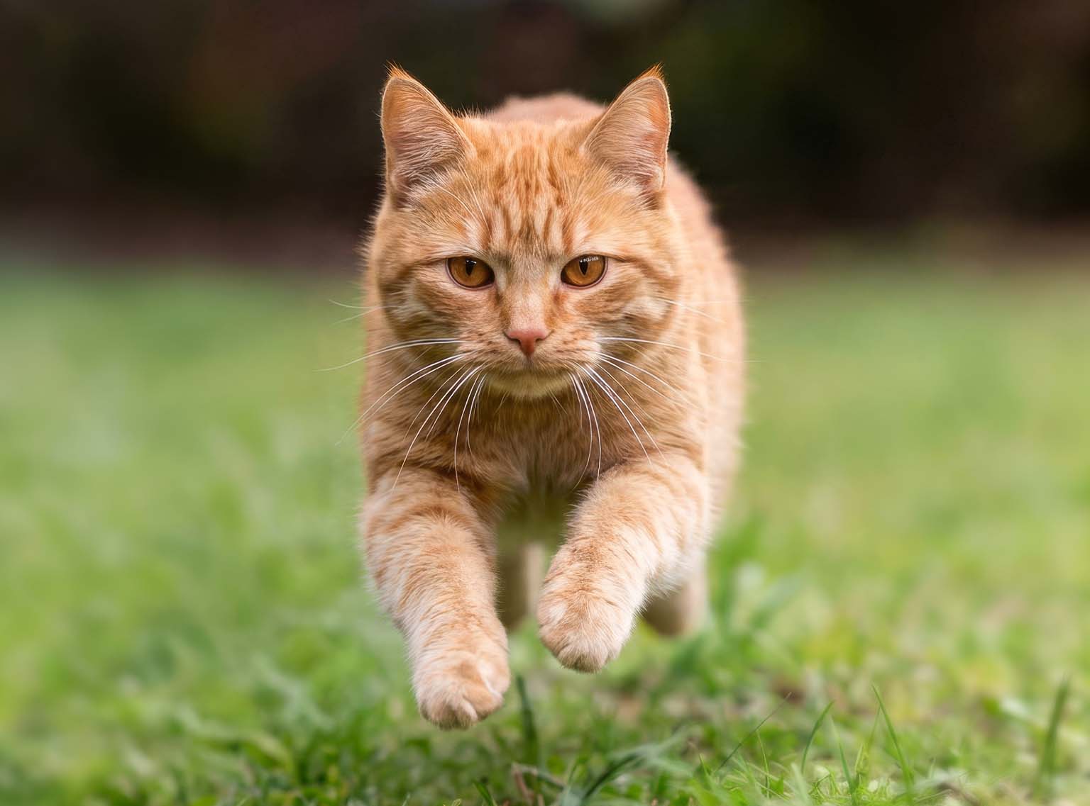 An orange tabby cat running through green grass toward the camera