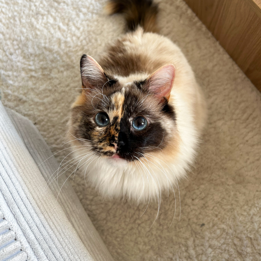 Katze namens Pebbles