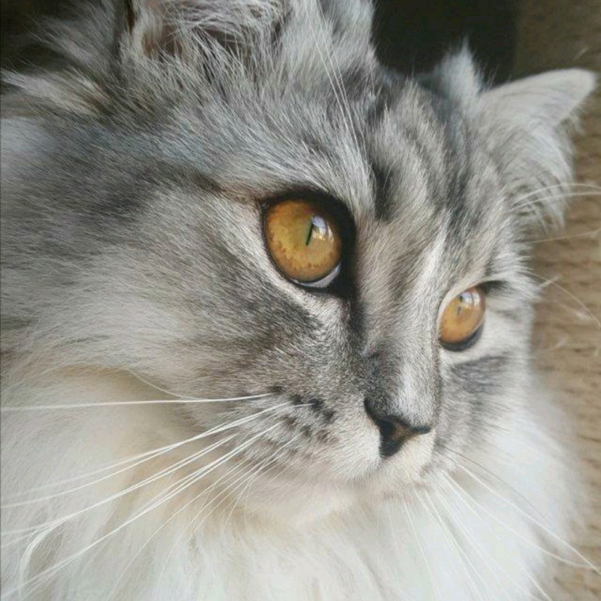Katze namens Cody